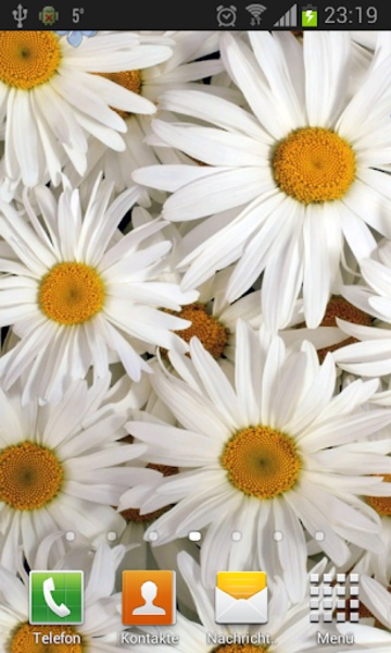Camomiles wallpaper HD - Preview 7