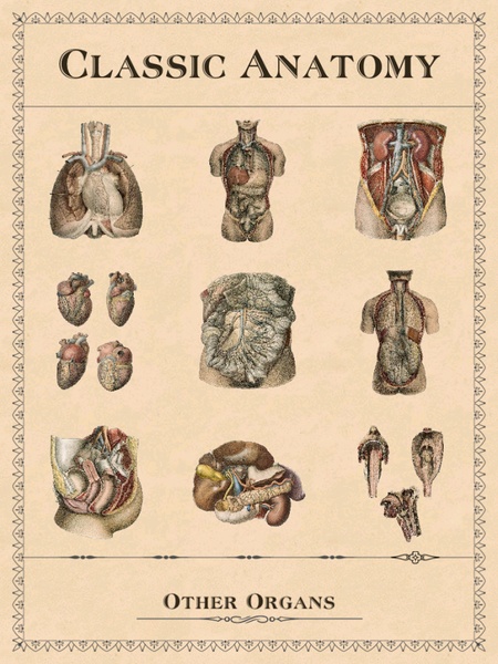 Classic Anatomy - Preview 11