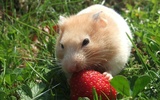 Yapboz - sevimli hamster screenshot 3