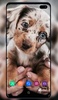 Puppy Wallpaper screenshot 7