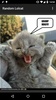 Random Lolcat screenshot 6