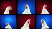 Techno Chicken Song screenshot 2