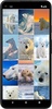 Polar Bear Wallpapers screenshot 1