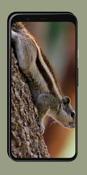 Chipmunk Wallpaper - Preview 7