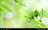 Leaves Live Wallpaper screenshot 4