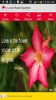 Love Rose Quotes screenshot 10