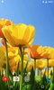 Tulips 4K Video Live Wallpaper screenshot 2