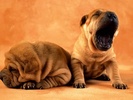 Free Puppy Dog Wallpaper screenshot 1