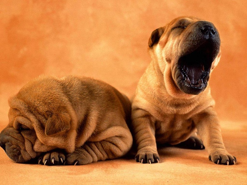 Free Puppy Dog Wallpaper - Preview 1