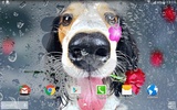Animals Cute Live Wallpaper screenshot 5