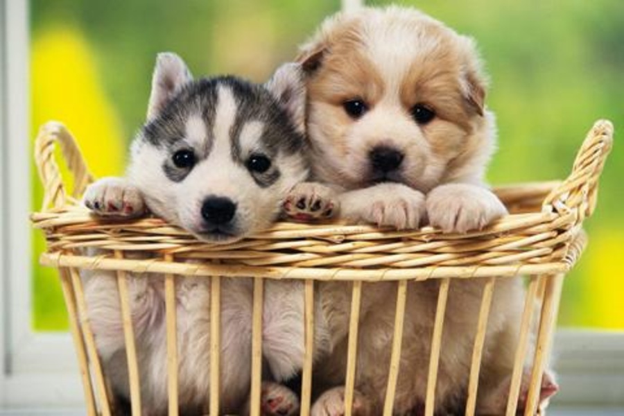 Dog Jigsaw Puzzles - Preview 4