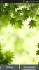 녹색 잎 라이브 벽지 screenshot 2