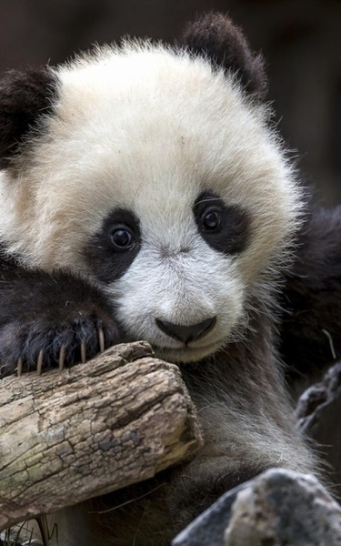 Panda Live Wallpaper - Preview 2