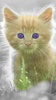 Cat Live Wallpaper screenshot 8