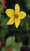 Yellow flower on green screenshot 1