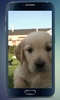 Labrador Puppy Live Wallpaper screenshot 1