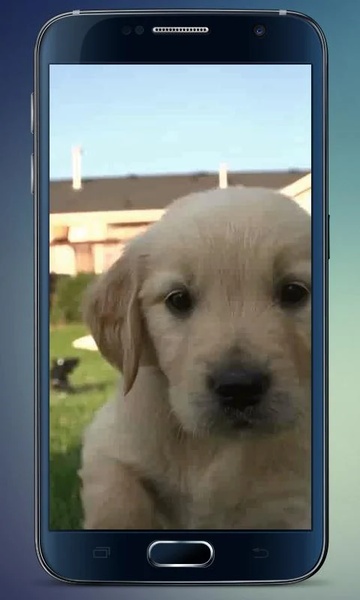 Labrador Puppy Live Wallpaper - Preview 1