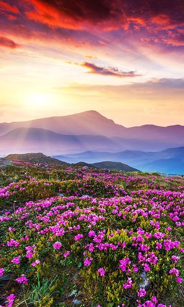 Mountain Flower Live Wallpaper - Preview 2