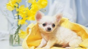 ???? Chihuahua Wallpapers - Dog Wallpaper screenshot 1