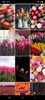 Tulips Wallpapers screenshot 3