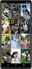 Husky dog Wallpapers screenshot 2
