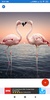 Flamingo Wallpaper: HD images, Free Pics download screenshot 6