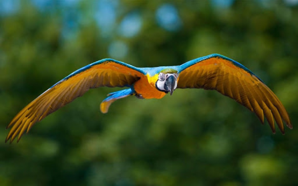 Parrot Live Wallpaper - Preview 2