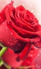 Red Rose Live Wallpaper screenshot 6