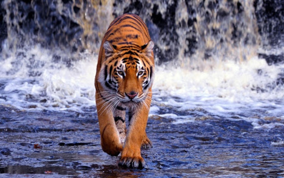 Tiger Live Wallpaper - Preview 1