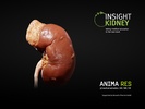 Insight Kidney screenshot 9