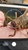 Picture Insect - Insect Id Pro screenshot 3