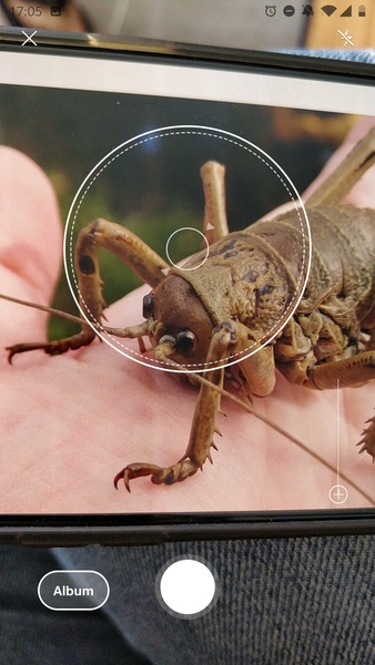 Picture Insect - Insect Id Pro - Preview 3