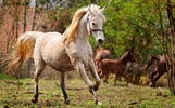 Yapboz - Güzel Atlar screenshot 2