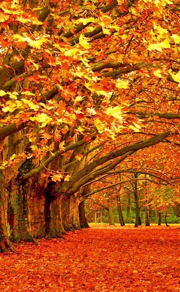Autumn Landscape Wallpaper - Preview 4
