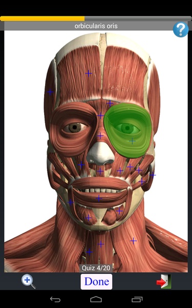 Anatomy Quiz Lite - Preview 7