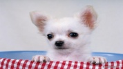 ???? Chihuahua Wallpapers - Dog Wallpaper screenshot 3