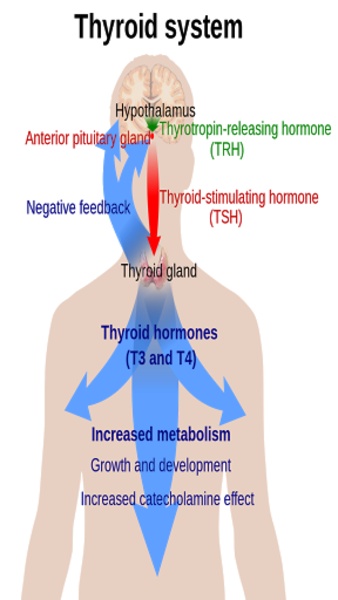 Living With Thyroid Dysfunction: Complete Guide - Preview 2