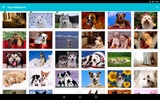 Dog Wallpapers! screenshot 6