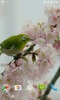 Sakura and Bird Live Wallpaper screenshot 4