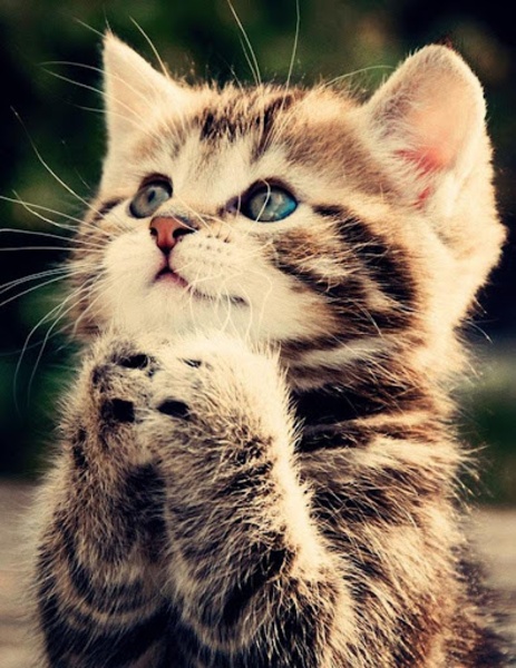 Kitten Wallpaper - Preview 5
