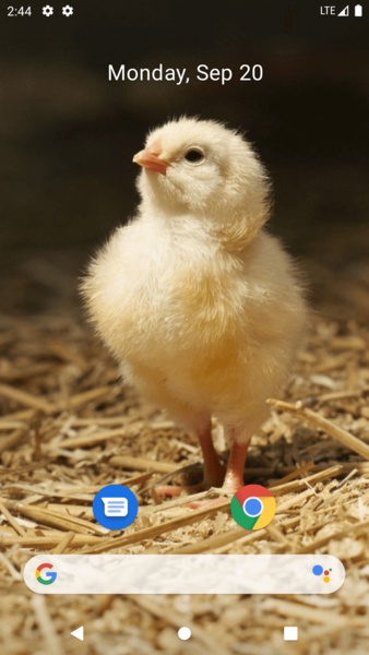 Chick Wallpaper - Preview 7