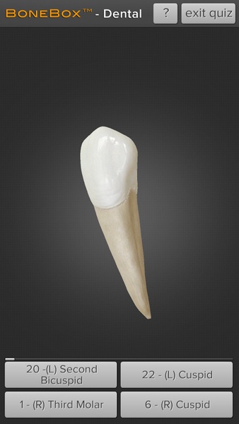Dental - Lite - Preview 2