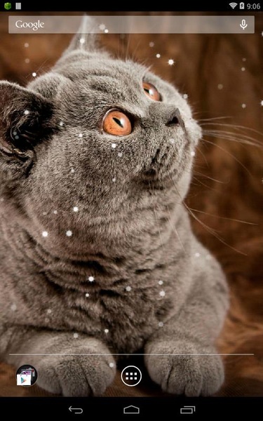 British Shorthair - Preview 8