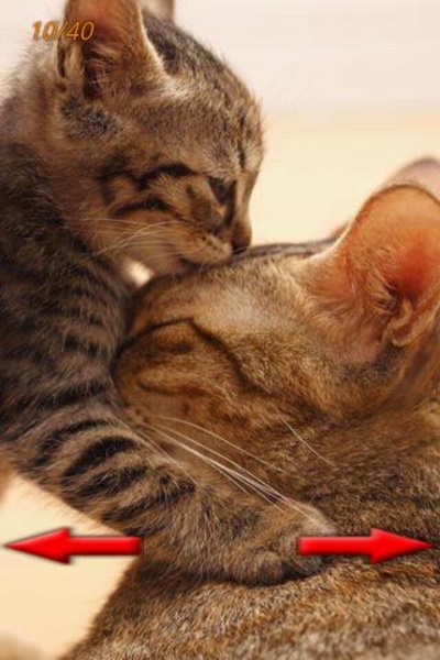 Funny Animals Photo - Preview 4