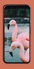 Flamingo Wallpaper screenshot 3