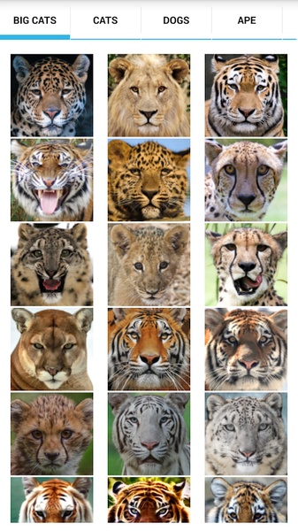 AnimalFaces - Preview 9