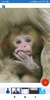 Monkey Wallpapers: HD images, Free Pics download screenshot 1