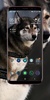 Siberian Husky Wallpaper screenshot 1