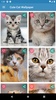 Cute Cat Wallpaper screenshot 11