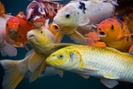 Koi Fish HD Wallpaper screenshot 8